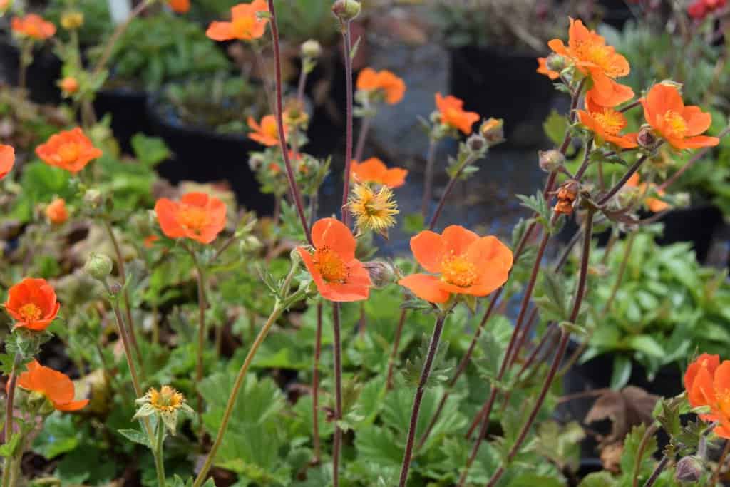 Geum 'Borisii' ---